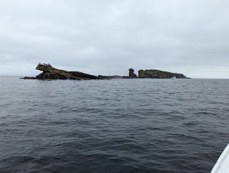 Donalda's Puffin Boat Tour