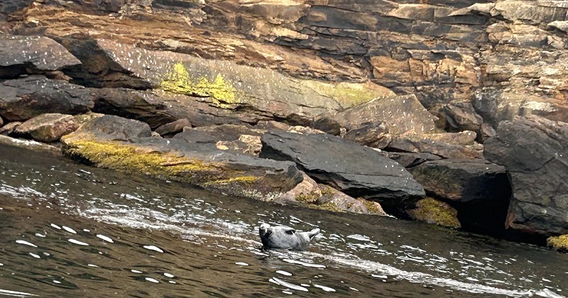 Donalda's Puffin Boat Tour